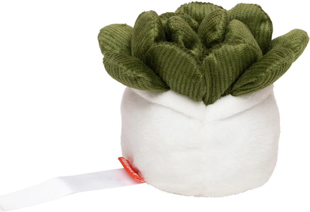 Schmoozies® Evergreenies® Succulent – Image 3