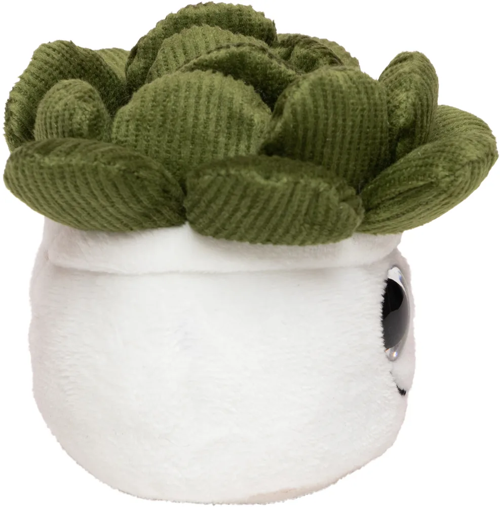 Schmoozies® Evergreenies® Succulent – Image 5