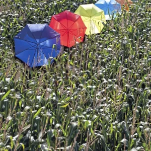 Automatic Umbrella With Wooden Handle